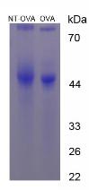 OVA Conjugated Nitrotyrosine (NT)