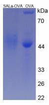 OVA Conjugated Salusin Alpha (SALa)