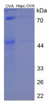 OVA Conjugated Hepcidin (Hepc)