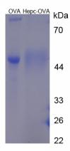 OVA Conjugated Hepcidin (Hepc)