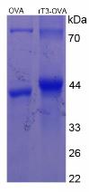 OVA Conjugated Reverse Triiodothyronine (rT3)