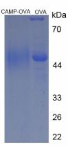 OVA Conjugated Cathelicidin Antimicrobial Peptide (CAMP)