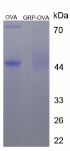 BSA Conjugated Gastrin Releasing Peptide (GRP)