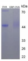 OVA Conjugated Gastrin Releasing Peptide (GRP)