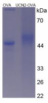 OVA Conjugated Urocortin 2 (UCN2)