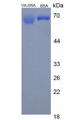 BSA Conjugated Retinol (Ret)