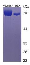 BSA Conjugated Vitamin B2 (VB2)