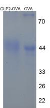 OVA Conjugated Glucagon Like Peptide 2 (GLP2)