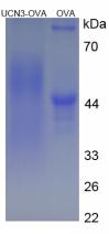 OVA Conjugated Urocortin 3 (UCN3)