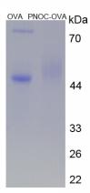 OVA Conjugated Pronociceptin (PNOC)