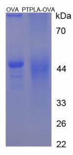 OVA Conjugated Protein Tyrosine Phosphatase Like Protein A (PTPLA)