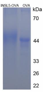 OVA Conjugated Insulin Like Protein 5 (INSL5)