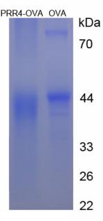 OVA Conjugated Proline Rich Protein 4, Lacrimal (PRR4)