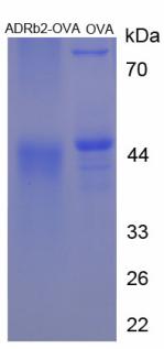 OVA Conjugated Adrenergic Receptor Beta 2 (ADRb2)