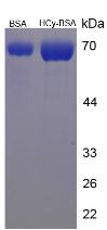 BSA Conjugated Homocysteine (HCy)