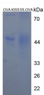 OVA Conjugated Kisspeptin Receptor (KISS1R)