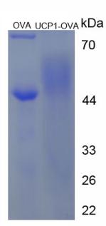 OVA Conjugated Uncoupling Protein 1, Mitochondrial (UCP1)