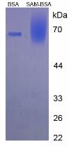 BSA Conjugated S-Adenosyl Methionine (SAM)