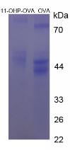 OVA Conjugated 11-Hydroxyprogesterone (11-OHP)