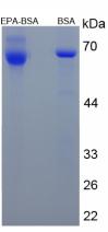 BSA Conjugated Eicosapentaenoic Acid (EPA)