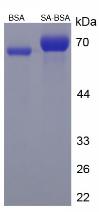 BSA Conjugated Sialic Acid (SA)