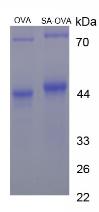 OVA Conjugated Sialic Acid (SA)