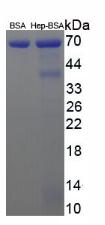 BSA Conjugated Heparin (Hep)