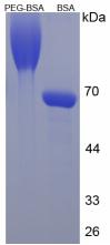 BSA Conjugated Polyethylene Glycol (PEG)