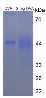 OVA Conjugated S15 Oligopeptide (S)