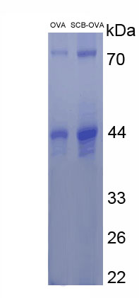 OVA Conjugated Semicarbazide (SCB)