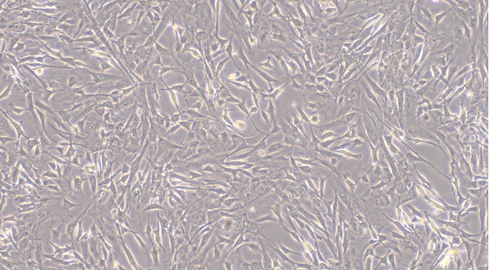 Primary Feline Adrenal Cortical Cells (ADCC)