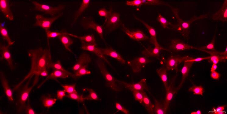 Primary Rabbit Adrenal Cortical Cells (ADCC)