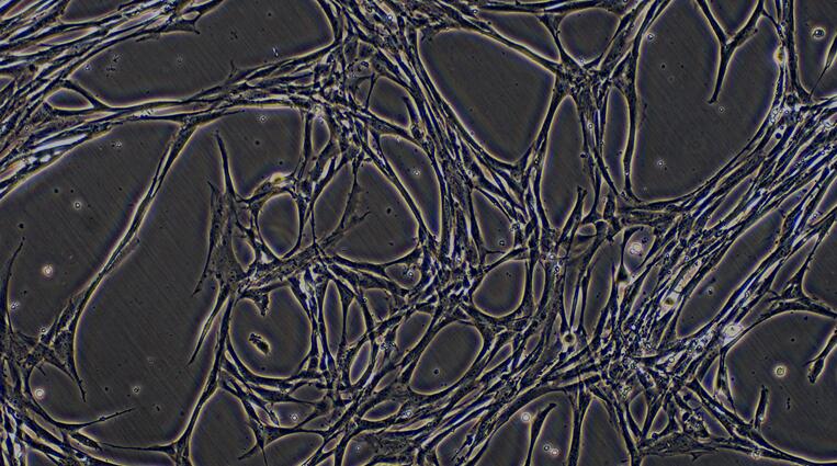 Primary Canine Aortic Endothelial Cells (AEC)