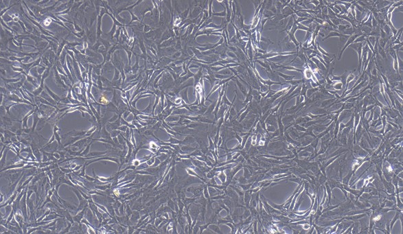 Primary Cavia Aortic Endothelial Cells (AEC)