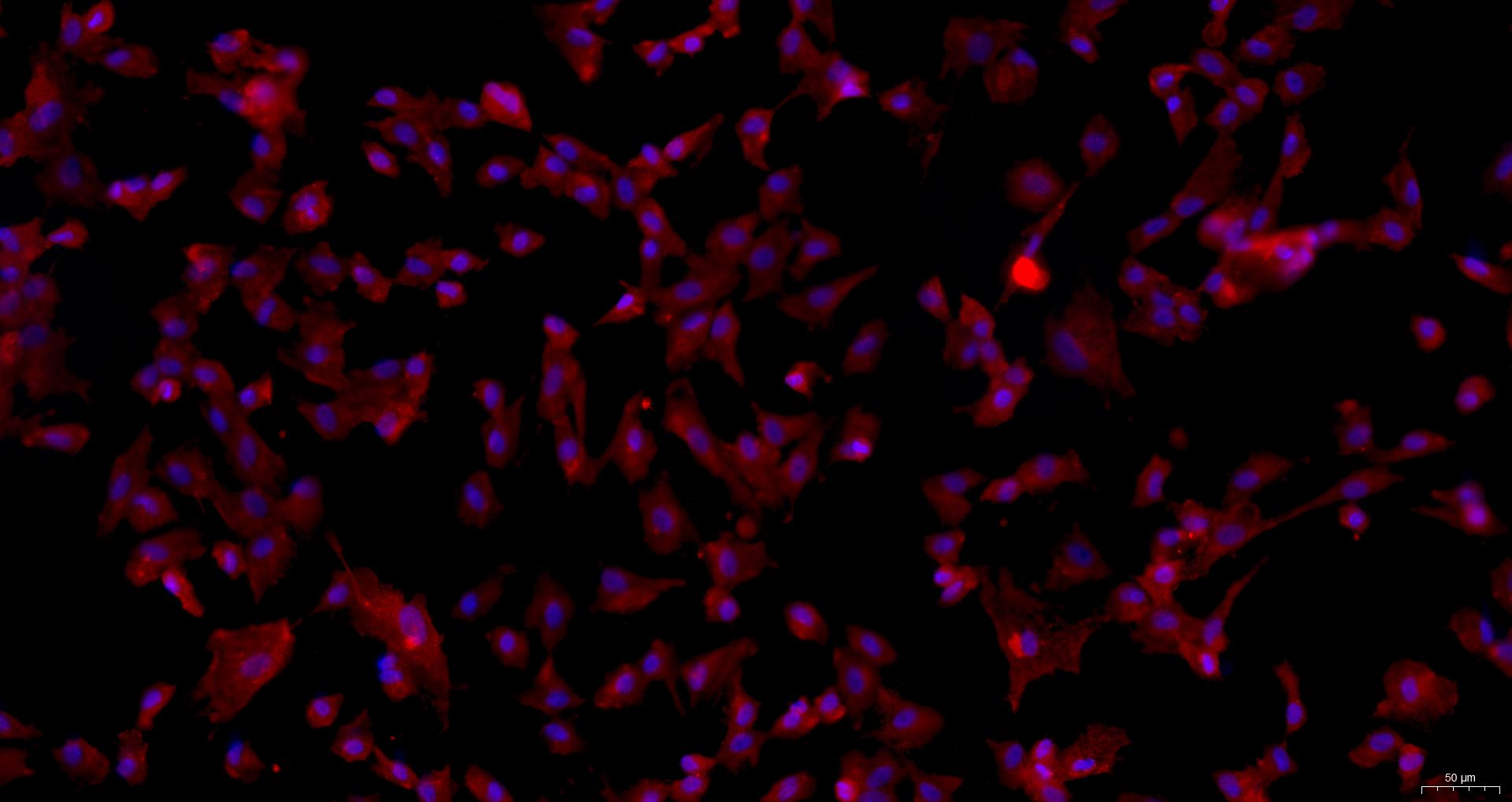 Primary Canine Myocardial Cells (MC)