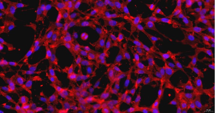 Primary Feline Myocardial Cells (MC)
