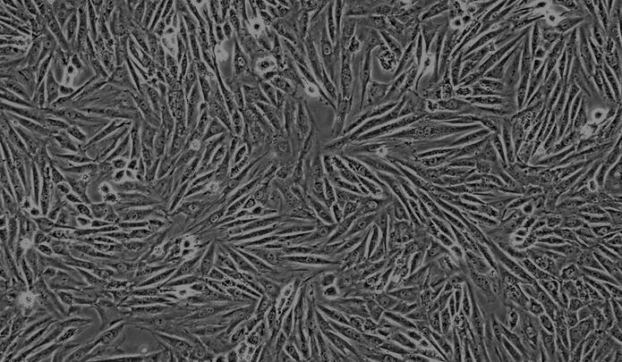 Rat Myocardial Cells (MC)