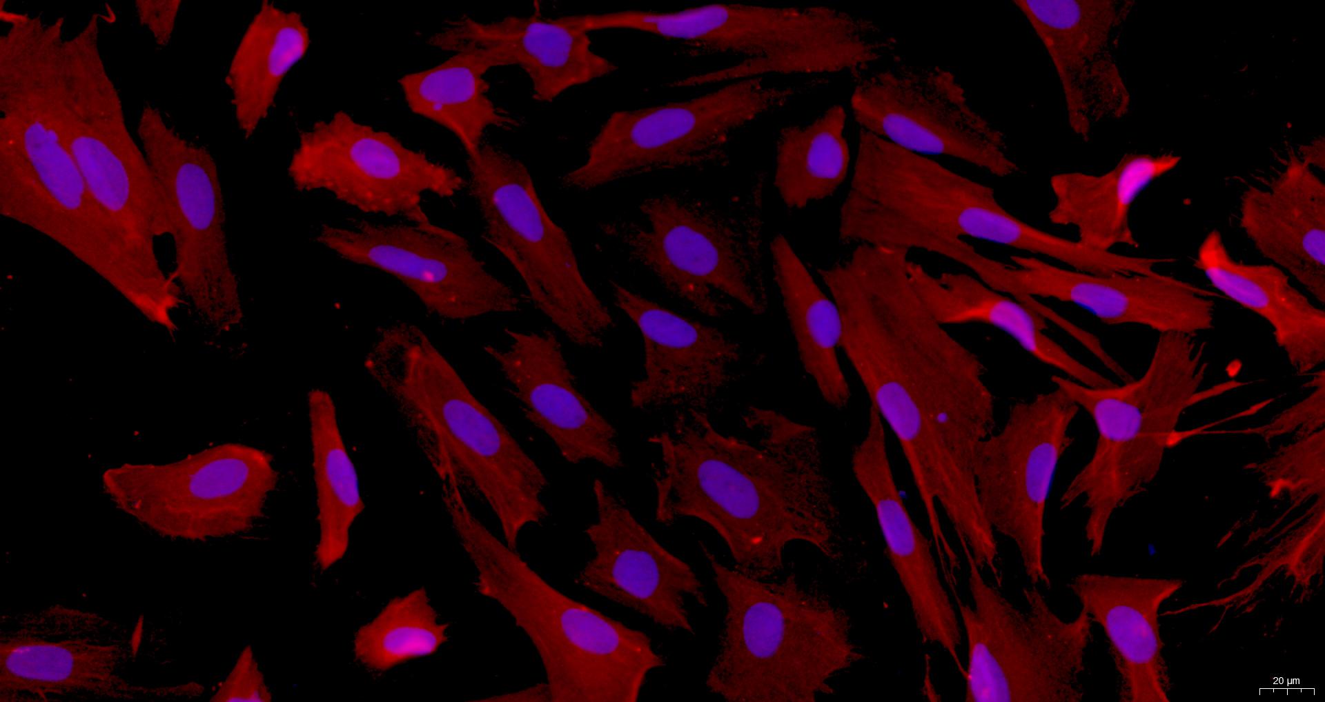 Primary Rabbit Myocardial Cells (MC)