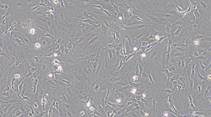 CSI010Ra01.jpg