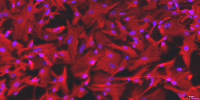 Primary Canine Brain Astrocytes (BA)