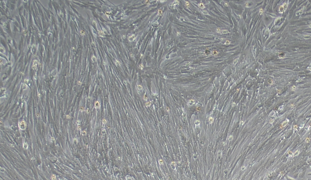 Primary Rat Brain Astrocytes (BA)