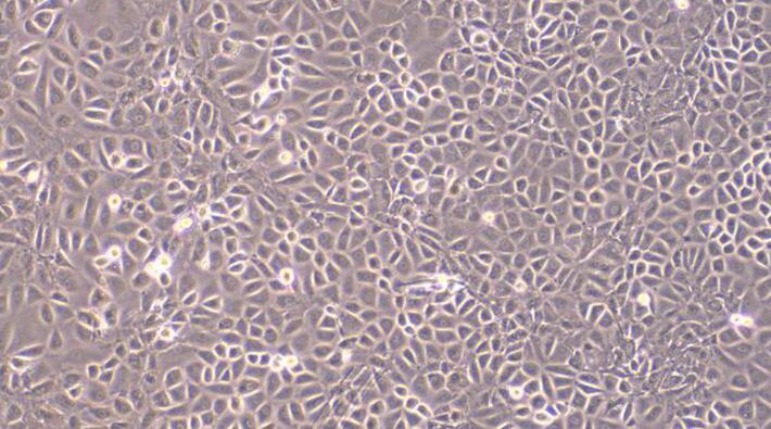 Primary Rat Brain Microvascular Endothelial Cells (BMEC)