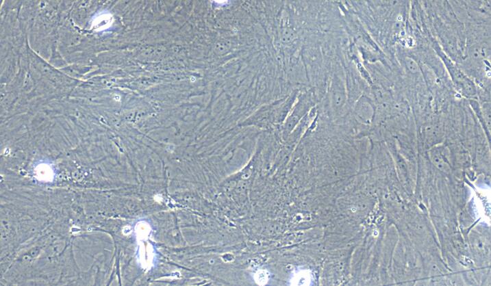 Primary Rat Umbilical Mesenchymal Stem Cells (UMSC)