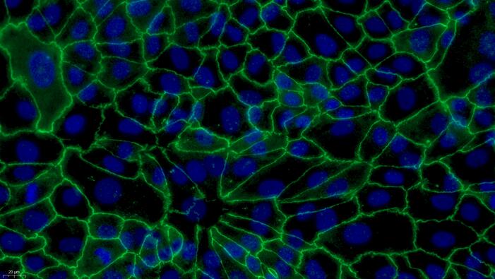 Primary Caprine Corneal Epithelial Cells (CEC)