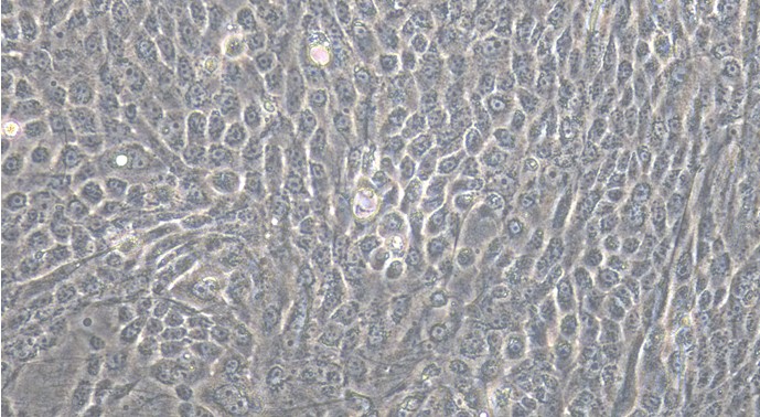 Primary Feline Corneal Epithelial Cells (CEC)