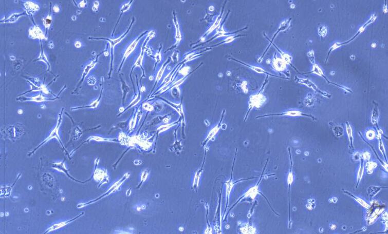 Primary Mouse Adipose-derived Mesenchymal Stem Cells (ADSCs)