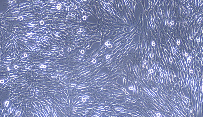 Primary Feline Subcutaneous Preadipocytes (SPrAD)