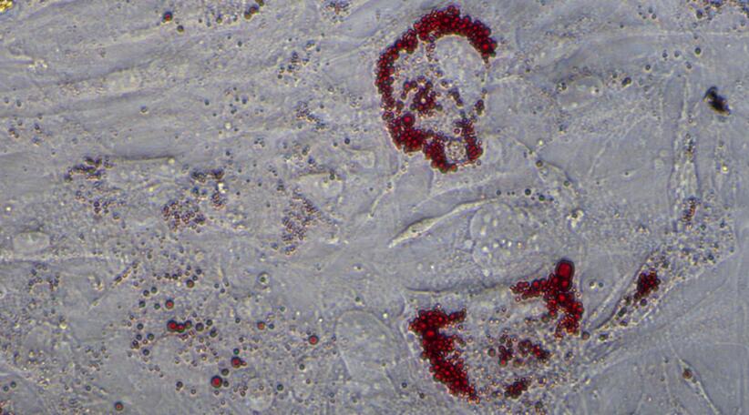 Primary Rabbit Subcutaneous Preadipocytes (SPrAD)