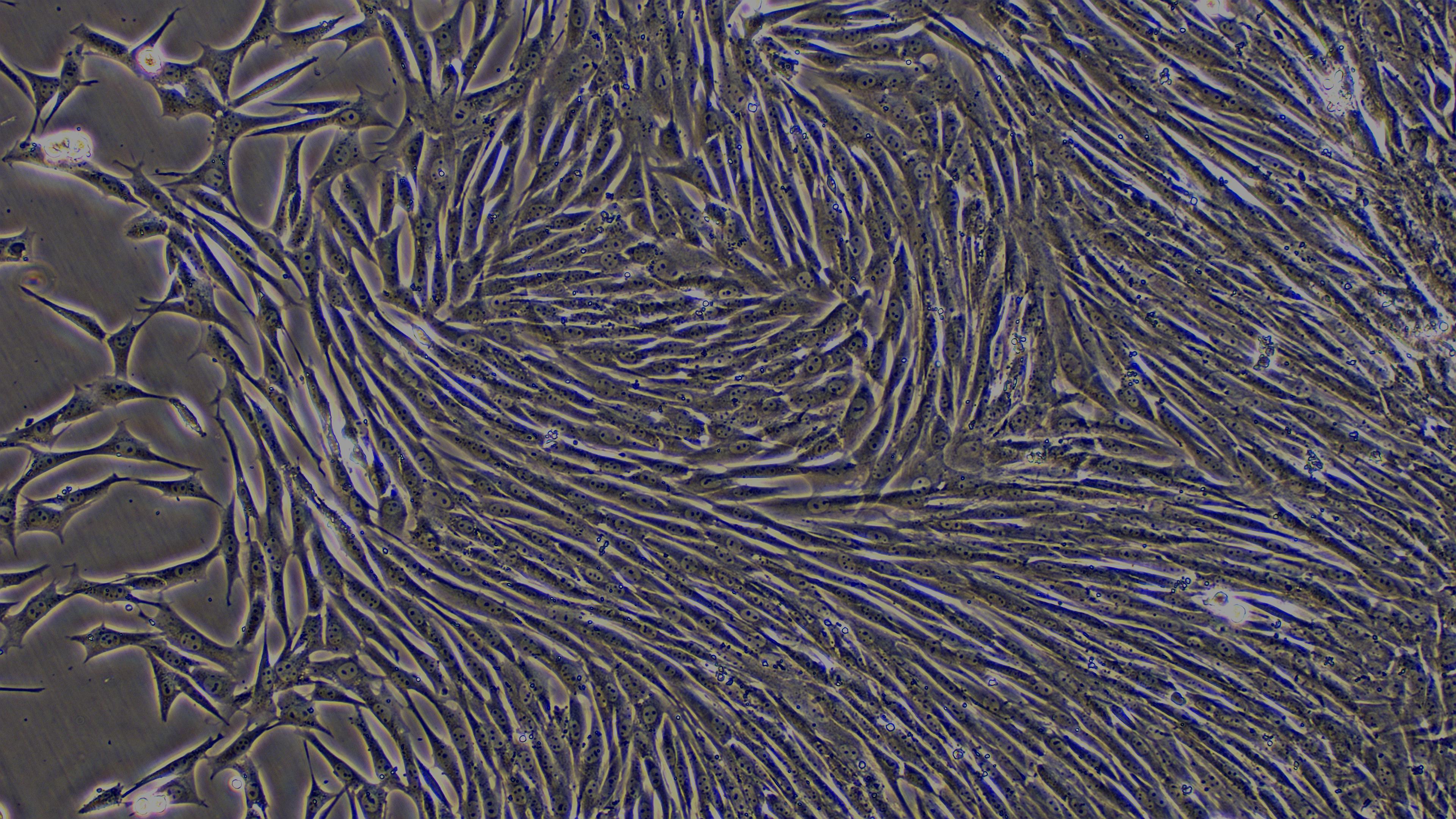 Primary Caprine Pulmonary Fibroblasts (PF)