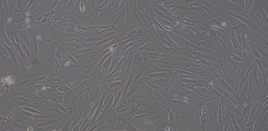 Primary Mouse Pulmonary Fibroblasts (PF)